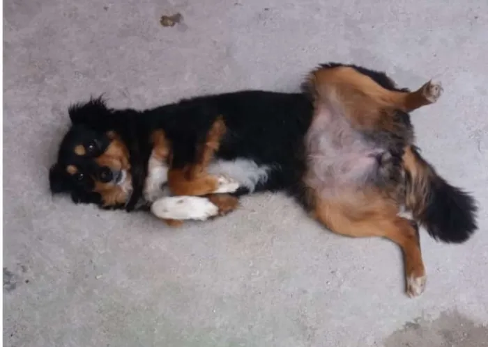Cachorro ra a não definida idade 5 anos nome Suzy