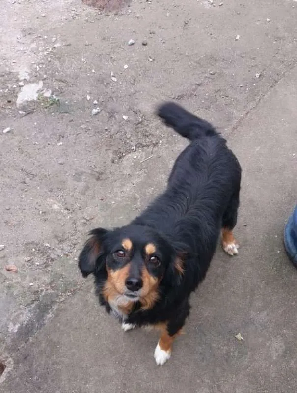 Cachorro ra a não definida idade 5 anos nome Suzy