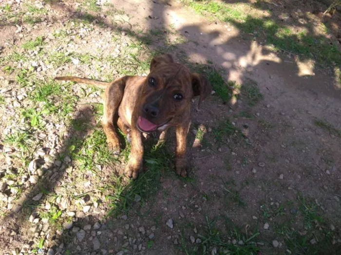 Cachorro ra a Pitbull idade 1 ano nome Yankee