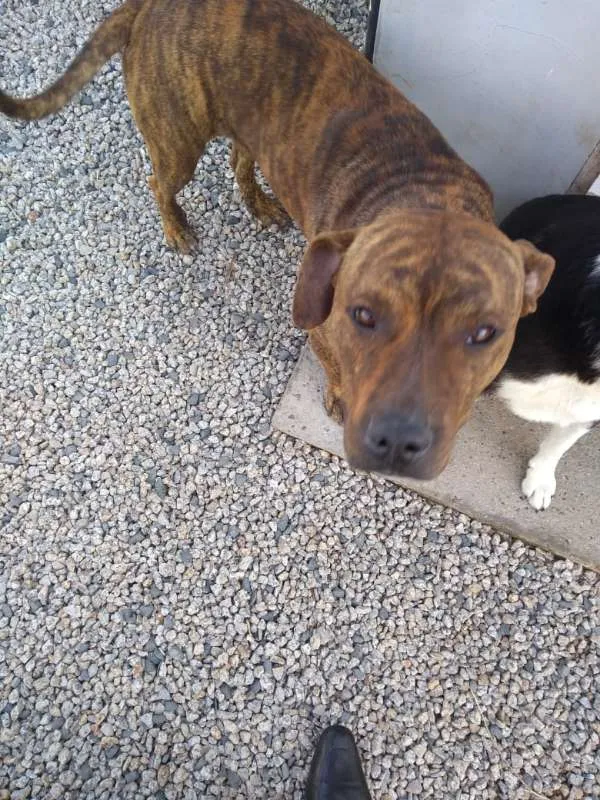 Cachorro ra a Pitbull idade 1 ano nome Yankee