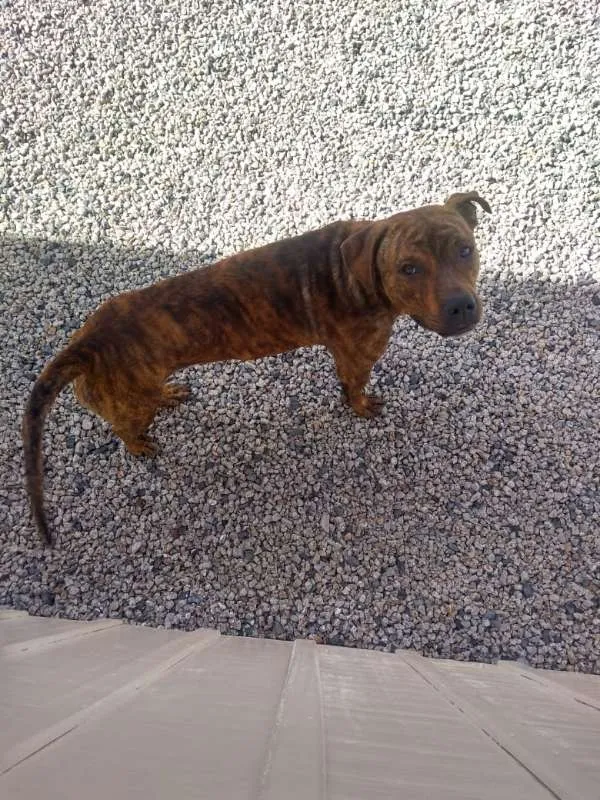 Cachorro ra a Pitbull idade 1 ano nome Yankee