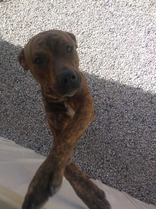 Cachorro ra a Pitbull idade 1 ano nome Yankee