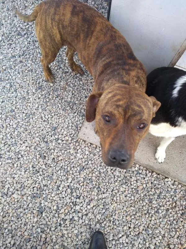 Cachorro ra a Pitbull idade 1 ano nome Yankee