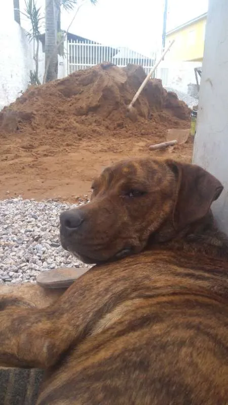 Cachorro ra a Pitbull idade 1 ano nome Yankee