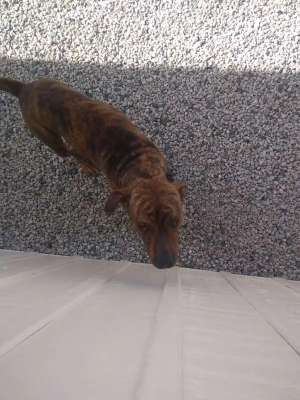 Cachorro ra a Pitbull idade 1 ano nome Yankee