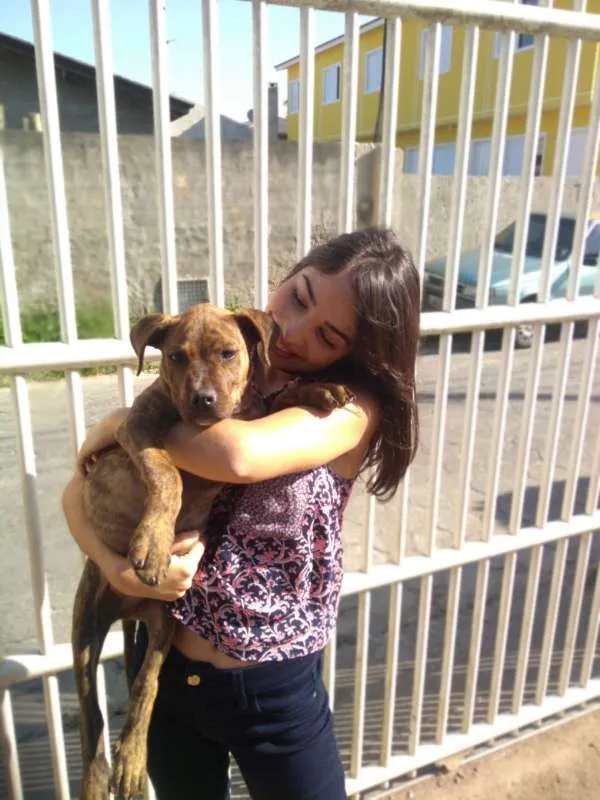 Cachorro ra a Pitbull idade 1 ano nome Yankee