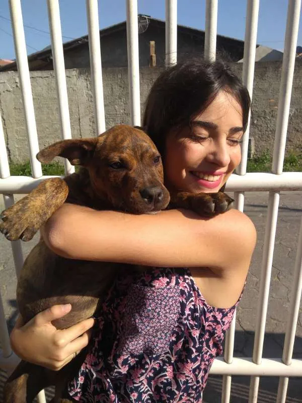 Cachorro ra a Pitbull idade 1 ano nome Yankee