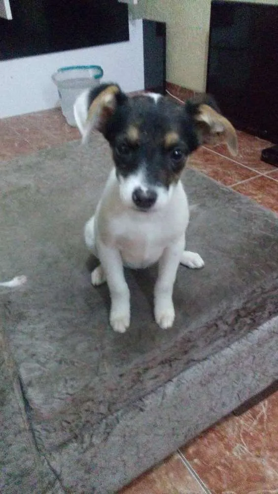 Cachorro ra a Vira lata  idade 2 a 6 meses nome Sem nome