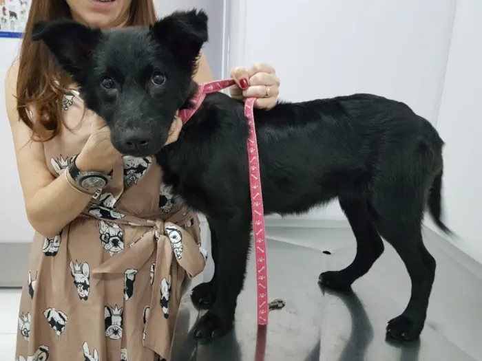 Cachorro ra a SRD idade 2 a 6 meses nome Vick