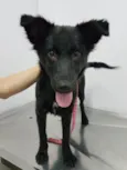 Vick