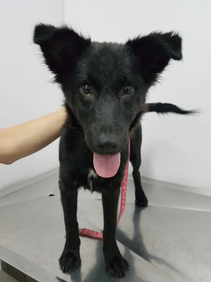 Cachorro ra a SRD idade 2 a 6 meses nome Vick