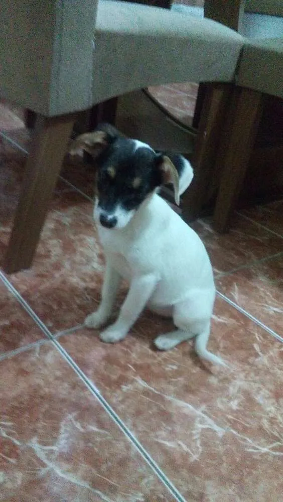 Cachorro ra a Vira lata  idade 2 a 6 meses nome Sem nome