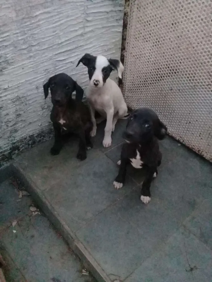 Cachorro raça Vira latas idade 2 a 6 meses nome Rosa,Flor e Margarid