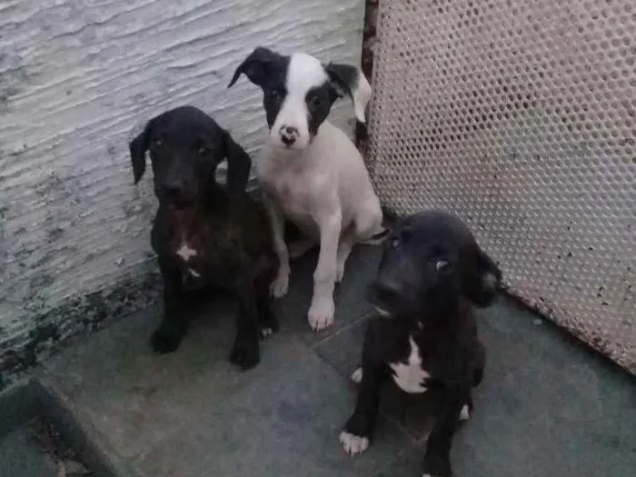 Cachorro raça Vira latas idade 2 a 6 meses nome Rosa,Flor e Margarid
