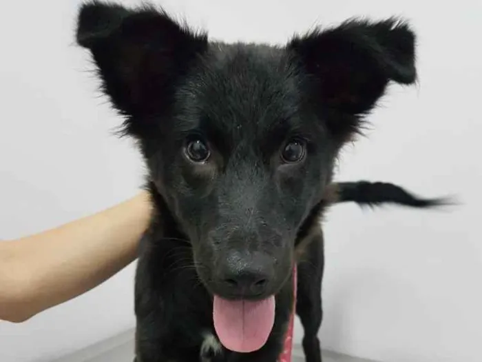 Cachorro ra a SRD idade 2 a 6 meses nome Vick