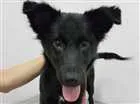 Cachorro raça SRD idade 2 a 6 meses nome Vick
