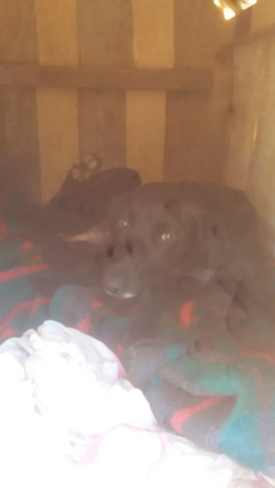 Cachorro ra a Vira lata idade 1 ano nome Neguinha 