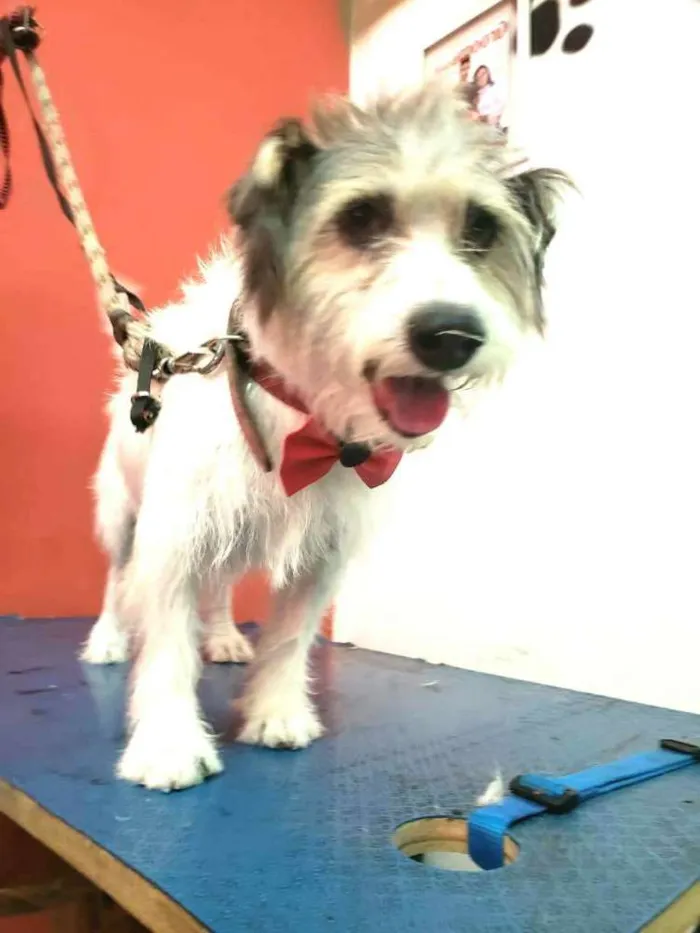 Cachorro ra a  idade 3 anos nome Tobby