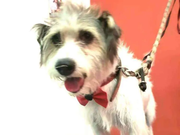 Cachorro ra a  idade 3 anos nome Tobby