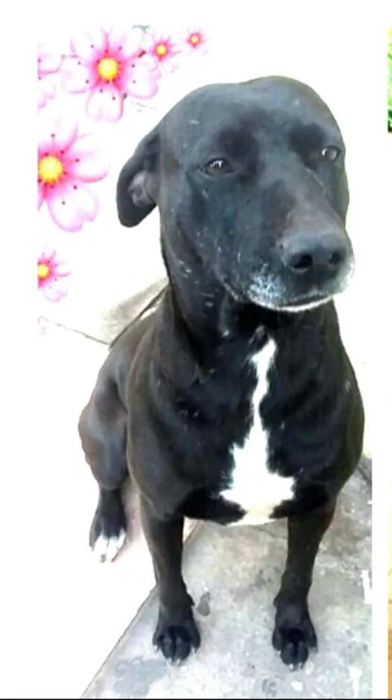 Cachorro ra a  idade 2 anos nome Vitória 