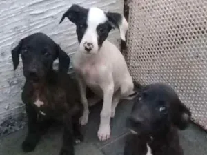Cachorro raça Vira latas idade 2 a 6 meses nome Rosa,Flor e Margarid