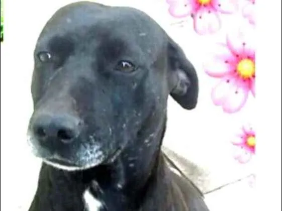 Cachorro ra a  idade 2 anos nome Vitória 
