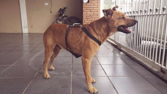 Cachorro ra a SRD idade 4 anos nome Caramelo