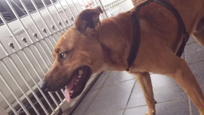 Cachorro ra a SRD idade 4 anos nome Caramelo