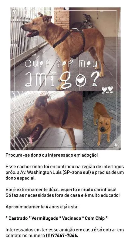 Cachorro ra a SRD idade 4 anos nome Caramelo