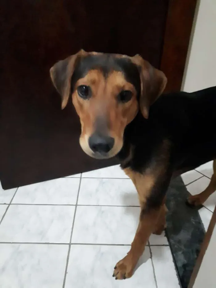 Cachorro ra a SRD idade 1 ano nome Zeus