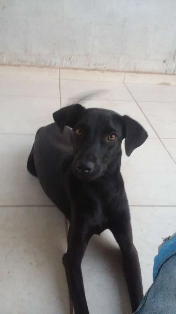 Cachorro ra a Vira lata idade 1 ano nome Negao