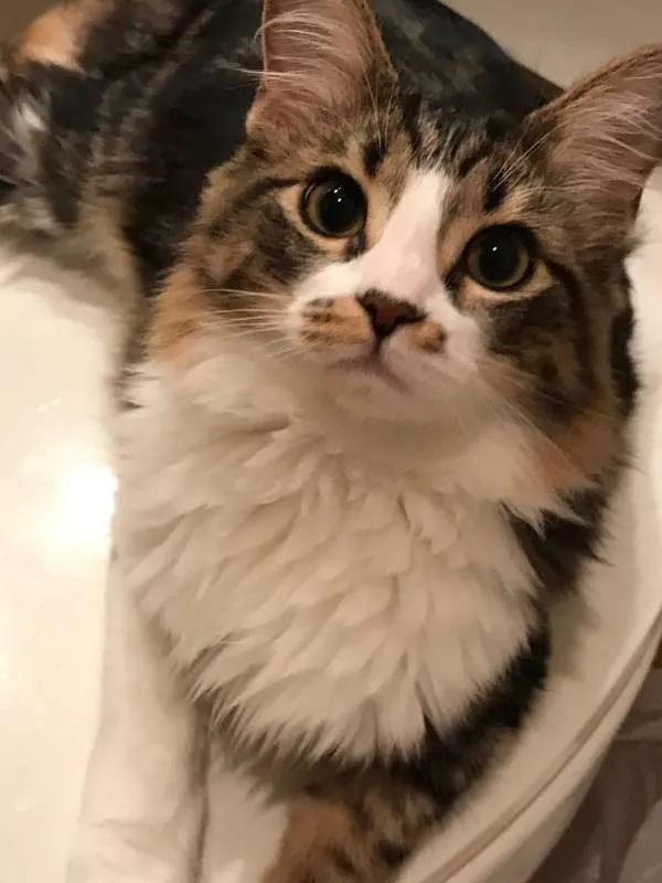 Gato ra a  idade 1 ano nome Tata
