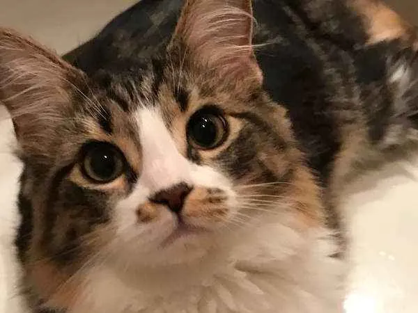 Gato ra a  idade 1 ano nome Tata