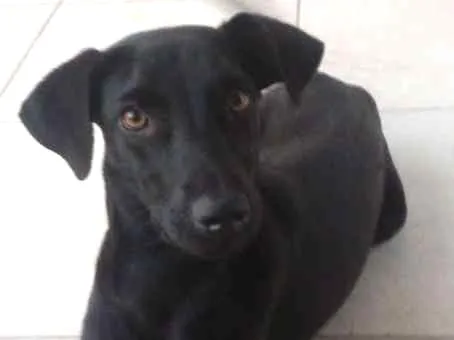 Cachorro ra a Vira lata idade 1 ano nome Negao