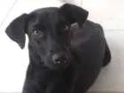 Cachorro raça Vira lata idade 1 ano nome Negao