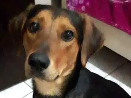 Cachorro ra a SRD idade 1 ano nome Zeus