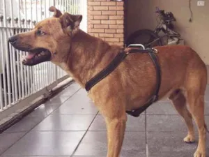 Cachorro raça SRD idade 4 anos nome Caramelo