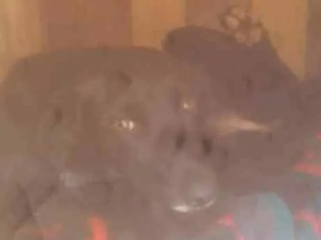 Cachorro ra a Vira lata idade 1 ano nome Neguinha 