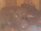 Cachorro raça Vira lata idade 1 ano nome Neguinha 