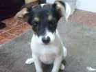 Cachorro raça Vira lata  idade 2 a 6 meses nome Sem nome