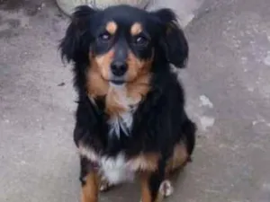 Cachorro raça não definida idade 5 anos nome Suzy