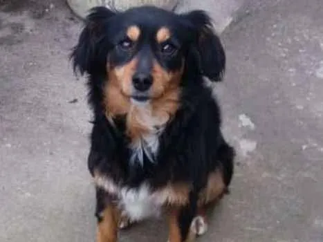 Cachorro ra a não definida idade 5 anos nome Suzy