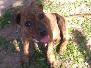Cachorro raça Pitbull idade 1 ano nome Yankee