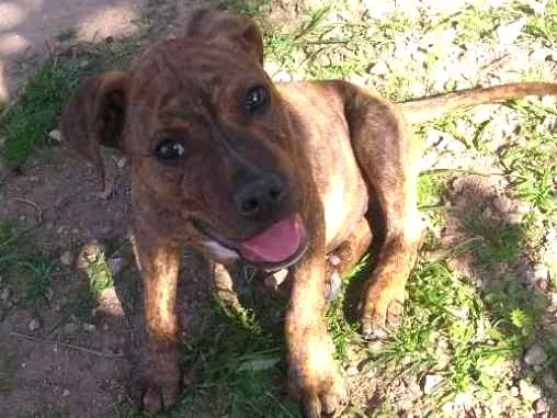Cachorro ra a Pitbull idade 1 ano nome Yankee