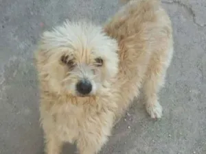 Cachorro raça não definida idade 5 anos nome Kelly