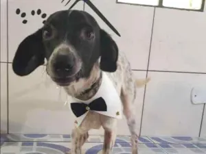 Cachorro raça Fox paulistinha mestiço idade 1 ano nome LUME