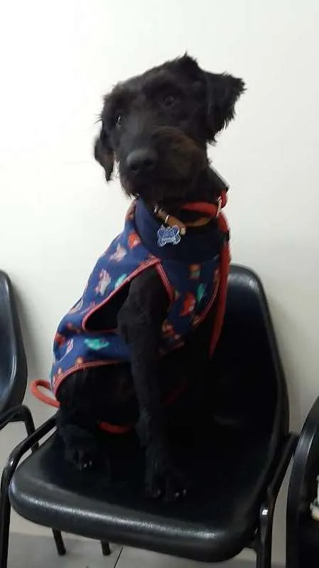 Cachorro ra a SRD idade 7 a 11 meses nome João Grandão
