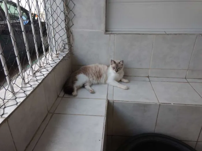 Gato ra a Siamês idade 7 a 11 meses nome Passarinho
