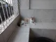 Passarinho