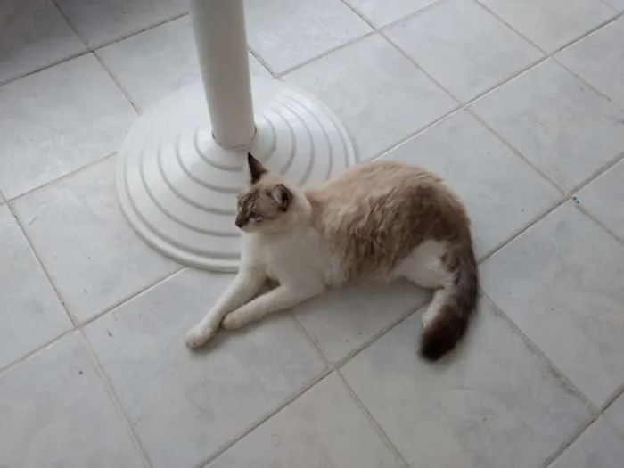 Gato ra a Siamês idade 7 a 11 meses nome Passarinho